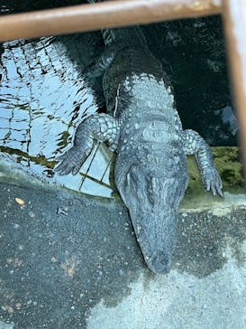 熱川バナナワニ園に投稿された画像（2024/1/5）