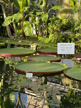 熱川バナナワニ園に投稿された画像（2024/1/5）