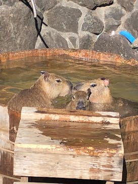 伊豆シャボテン動物公園に投稿された画像（2024/1/5）