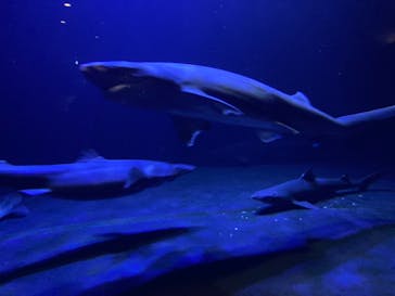 環境水族館アクアマリンふくしまに投稿された画像（2024/1/5）