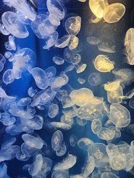 鴨川シーワールドに投稿された画像（2024/1/5）