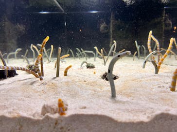 京都水族館に投稿された画像（2024/1/5）