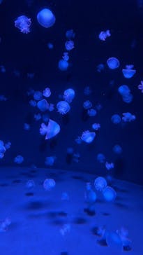 京都水族館に投稿された画像（2024/1/5）