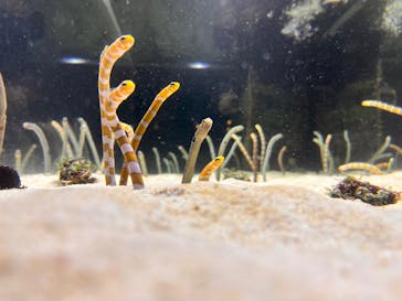 京都水族館に投稿された画像（2024/1/5）