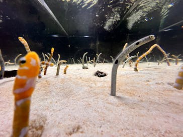 京都水族館に投稿された画像（2024/1/5）