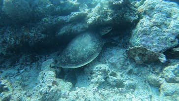 西表島 ADVENTURE PiPi（アドベンチャーピピ）に投稿された画像（2024/1/5）