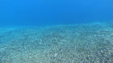 西表島 ADVENTURE PiPi（アドベンチャーピピ）に投稿された画像（2024/1/5）