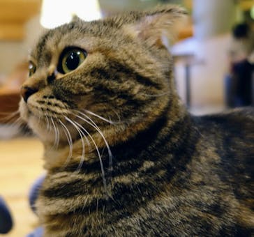 猫カフェモカ　新宿店に投稿された画像（2024/1/5）