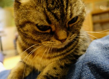 猫カフェモカ　新宿店に投稿された画像（2024/1/5）