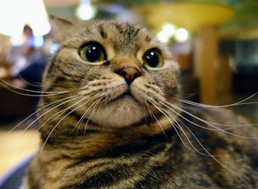 猫カフェモカ　新宿店に投稿された画像（2024/1/5）