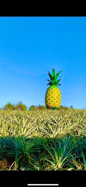 ナゴパイナップルパークに投稿された画像（2024/1/5）