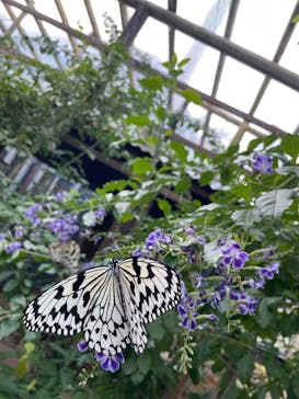 ナゴパイナップルパークに投稿された画像（2024/1/5）