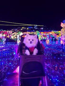 伊豆ぐらんぱる公園に投稿された画像（2024/1/5）