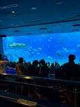 沖縄美ら海水族館に投稿された画像（2024/1/5）