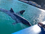 下田海中水族館に投稿された画像（2024/1/5）