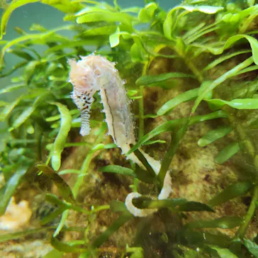 横浜・八景島シーパラダイスに投稿された画像（2024/1/5）