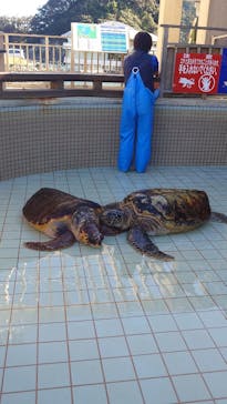下田海中水族館に投稿された画像（2024/1/5）