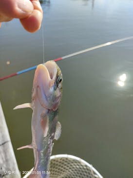 大安トラウトレイクに投稿された画像（2024/1/5）