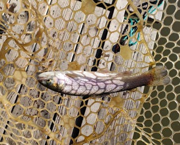 大安トラウトレイクに投稿された画像（2024/1/5）