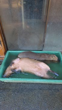 那須どうぶつ王国に投稿された画像（2024/1/6）