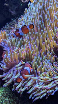 DMMかりゆし水族館に投稿された画像（2024/1/6）