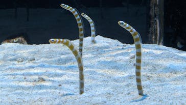 DMMかりゆし水族館に投稿された画像（2024/1/6）