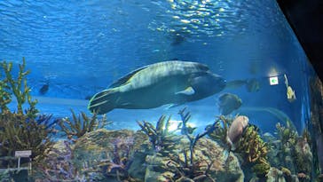 DMMかりゆし水族館に投稿された画像（2024/1/6）