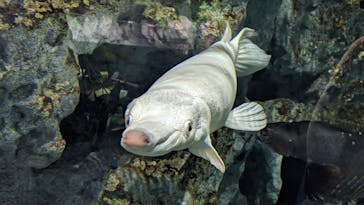 DMMかりゆし水族館に投稿された画像（2024/1/6）