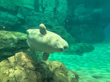 名古屋港水族館に投稿された画像（2024/1/6）