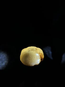 石垣島 ADVENTURE PiPi（イシガキジマアドベンチャーピピ）に投稿された画像（2024/1/6）