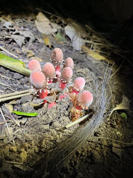 石垣島 ADVENTURE PiPi（イシガキジマアドベンチャーピピ）に投稿された画像（2024/1/6）