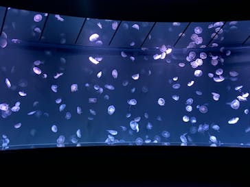 サンシャイン水族館に投稿された画像（2024/1/6）