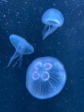 AOAO SAPPOROに投稿された画像（2024/1/6）