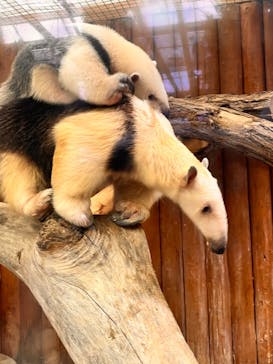 神戸どうぶつ王国に投稿された画像（2024/1/6）