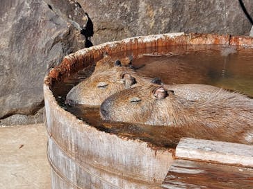 伊豆シャボテン動物公園に投稿された画像（2024/1/6）