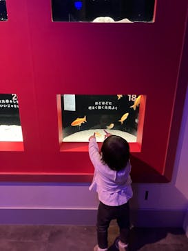 横浜開運水族館 フォーチュンアクアリウムに投稿された画像（2024/1/6）