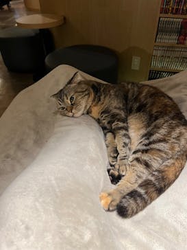 猫カフェモカ　新宿店に投稿された画像（2024/1/6）