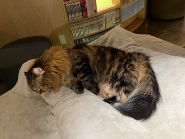 猫カフェモカ　新宿店に投稿された画像（2024/1/6）