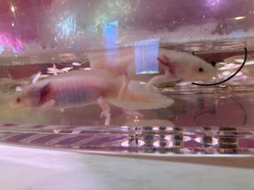 NARA IKIMONO MUSEUMに投稿された画像（2024/1/6）