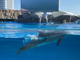 名古屋港水族館に投稿された画像（2024/1/6）