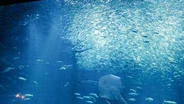 アクアワールド茨城県大洗水族館に投稿された画像（2024/1/6）
