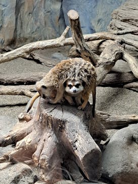 那須どうぶつ王国に投稿された画像（2024/1/6）