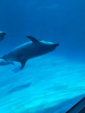 名古屋港水族館に投稿された画像（2024/1/6）