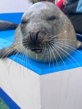 ゼロ距離水族館 伊勢シーパラダイスに投稿された画像（2024/1/6）