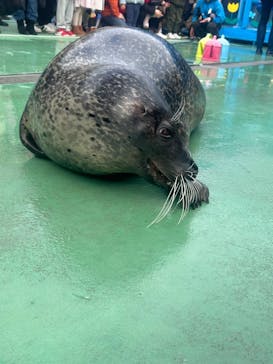 ゼロ距離水族館 伊勢シーパラダイスに投稿された画像（2024/1/6）