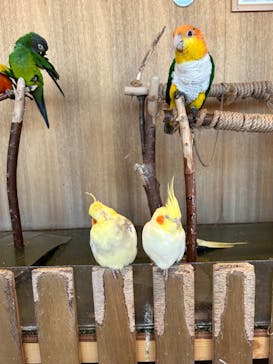 Moff animal cafe 小田原ダイナシティ店に投稿された画像（2024/1/6）