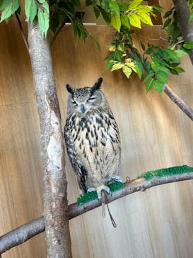 Moff animal cafe 小田原ダイナシティ店に投稿された画像（2024/1/6）