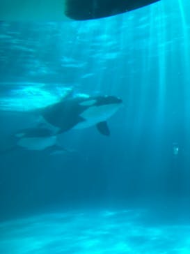 鴨川シーワールドに投稿された画像（2024/1/6）