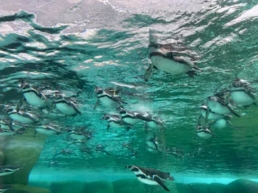 天王寺動物園に投稿された画像（2024/1/6）