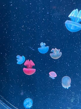 AOAO SAPPOROに投稿された画像（2024/1/6）